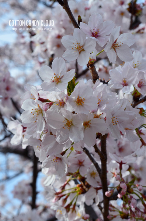 2016spring_01.jpg