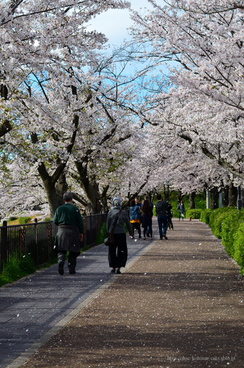 2016spring_02.jpg