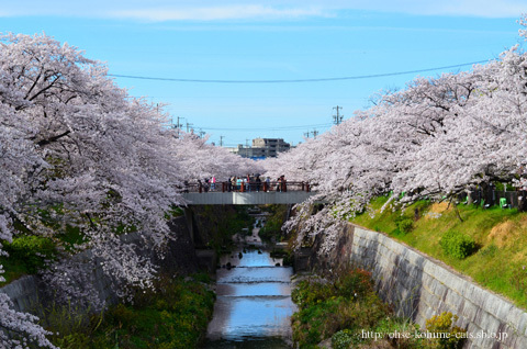 2016spring_03.jpg
