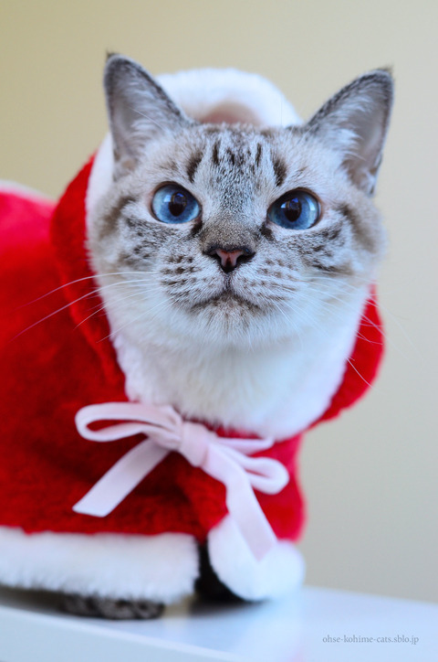 CCC.2017X'mas_02.jpg