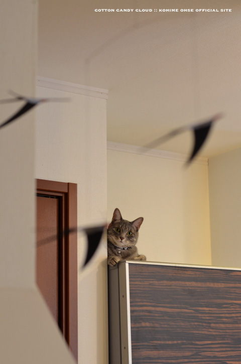 F.Swallows_03.jpg