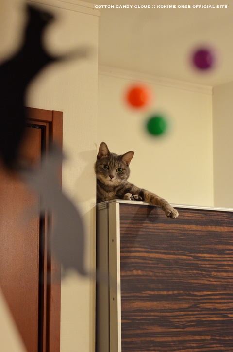 FelineCat_06.jpg