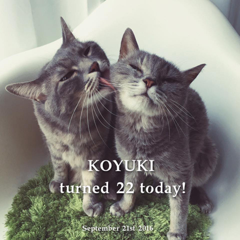 KOYUKIturned22.jpg