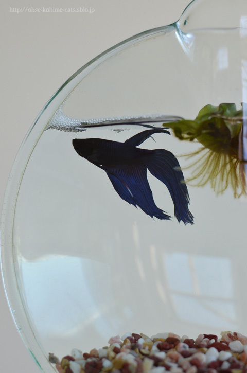 aoboshi_04.jpg