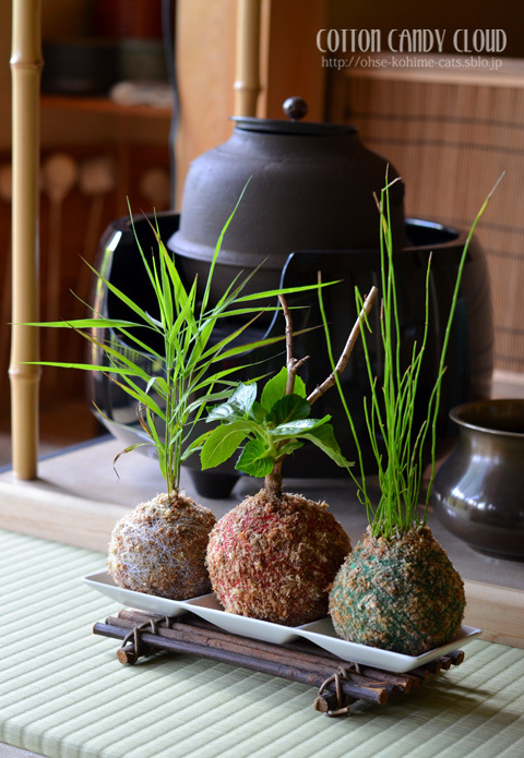 kokedama.jpg