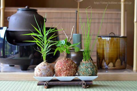 kokedama_02.jpg