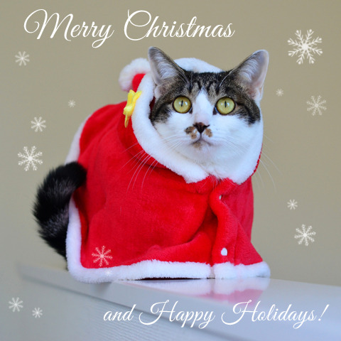 santamomo_06.jpg